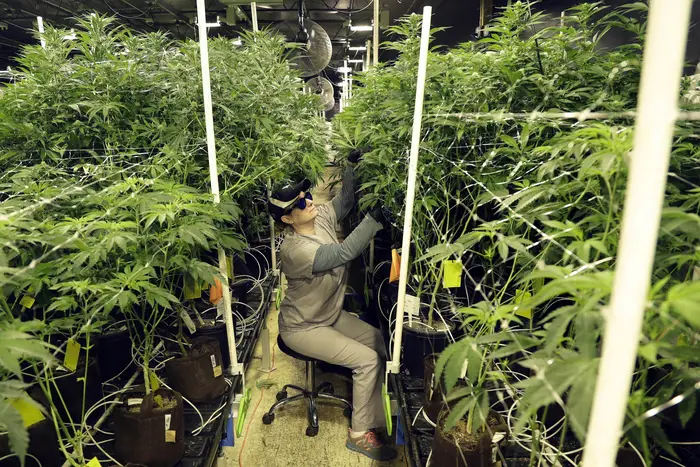 Heather Randazzo, a grow employee at Compassionate Care Foundation's medical marijuana dispensary, trims leaves off marijuana plants in the company's grow house in Egg Harbor Township, N.J